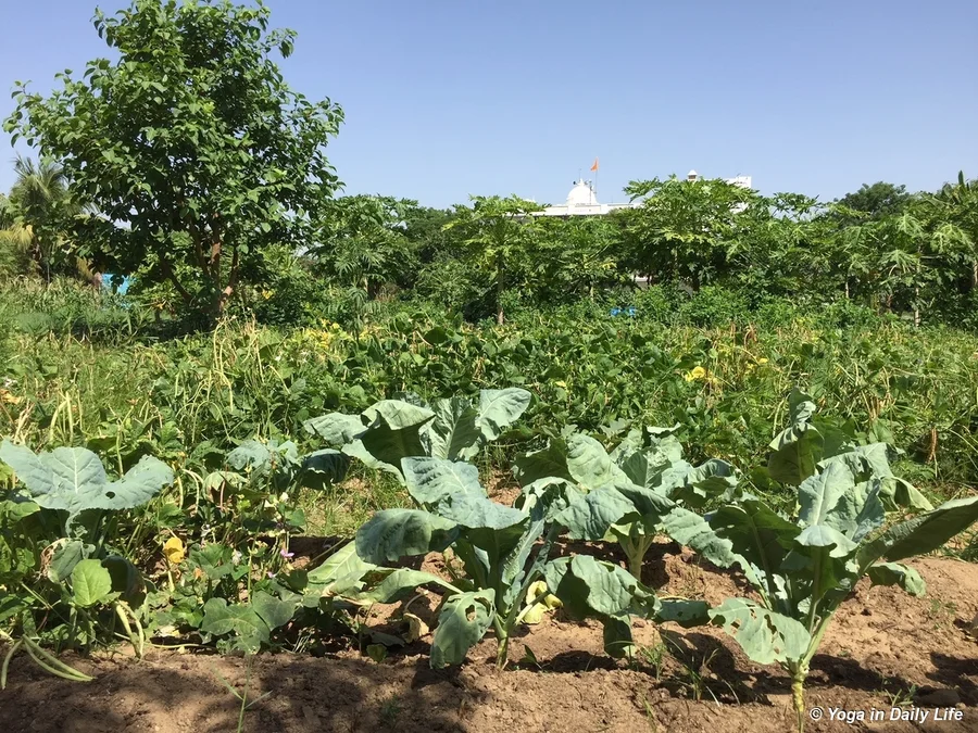 Cauliflowers happily growing